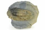Large, Prone, Spiny Drotops Armatus Trilobite - Top Quality #325667-3